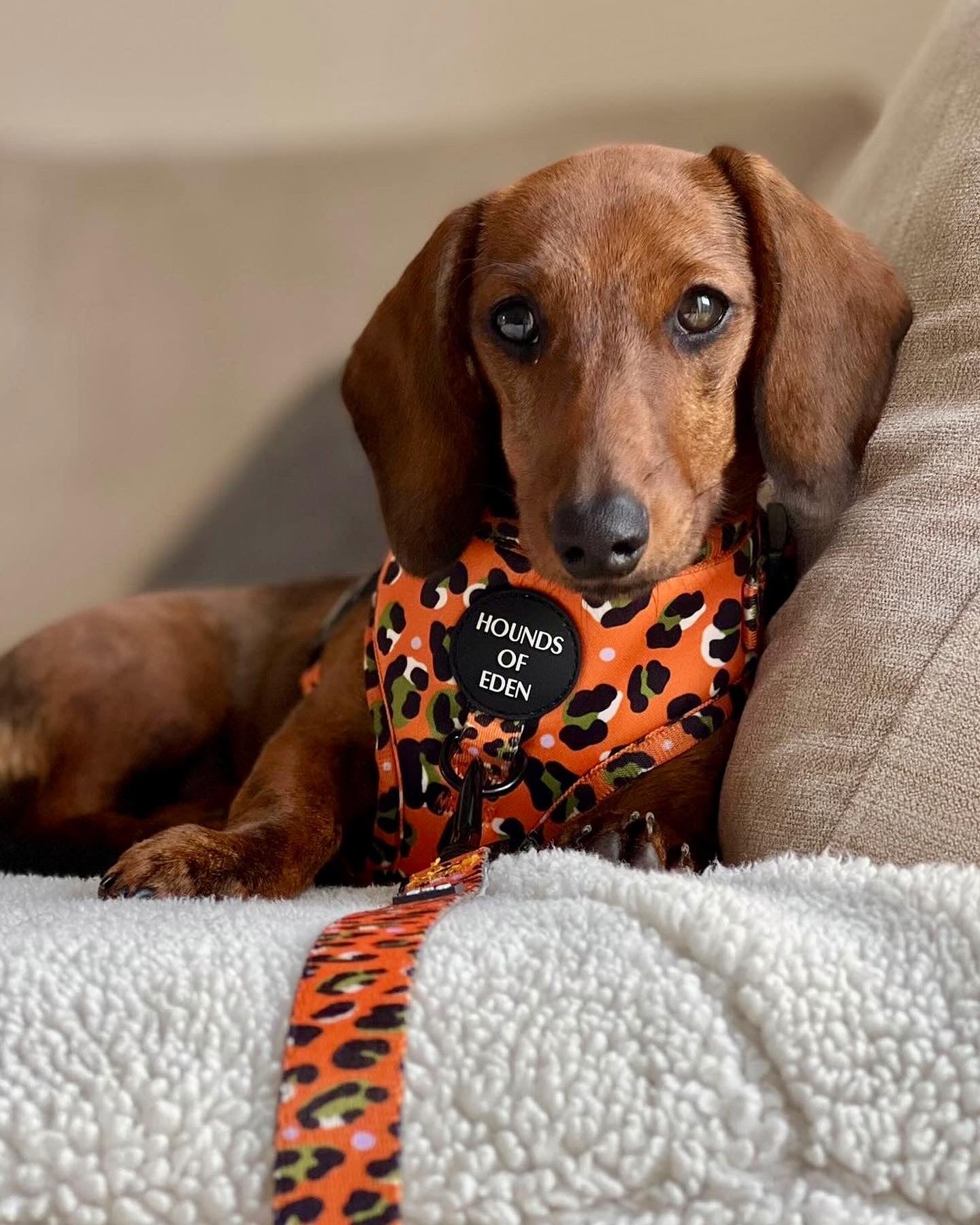 Hounds of Eden British family-run luxury dog harnesses, collars, leads, bow ties and walking bags by Di and Ash from Bedford since 2015 at Sostter