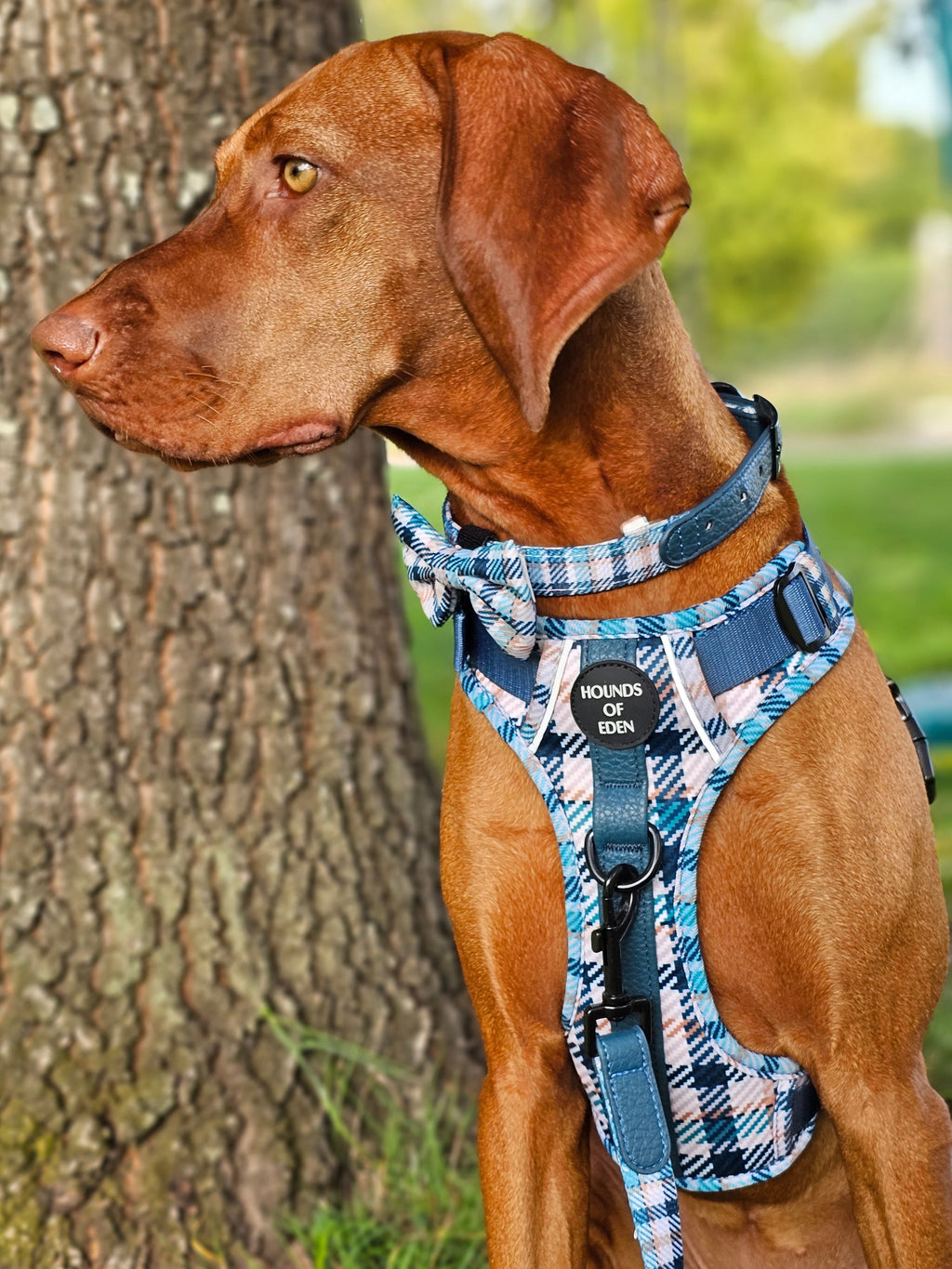 Smart Dog Supaw Strong Lite Harness XS to XL