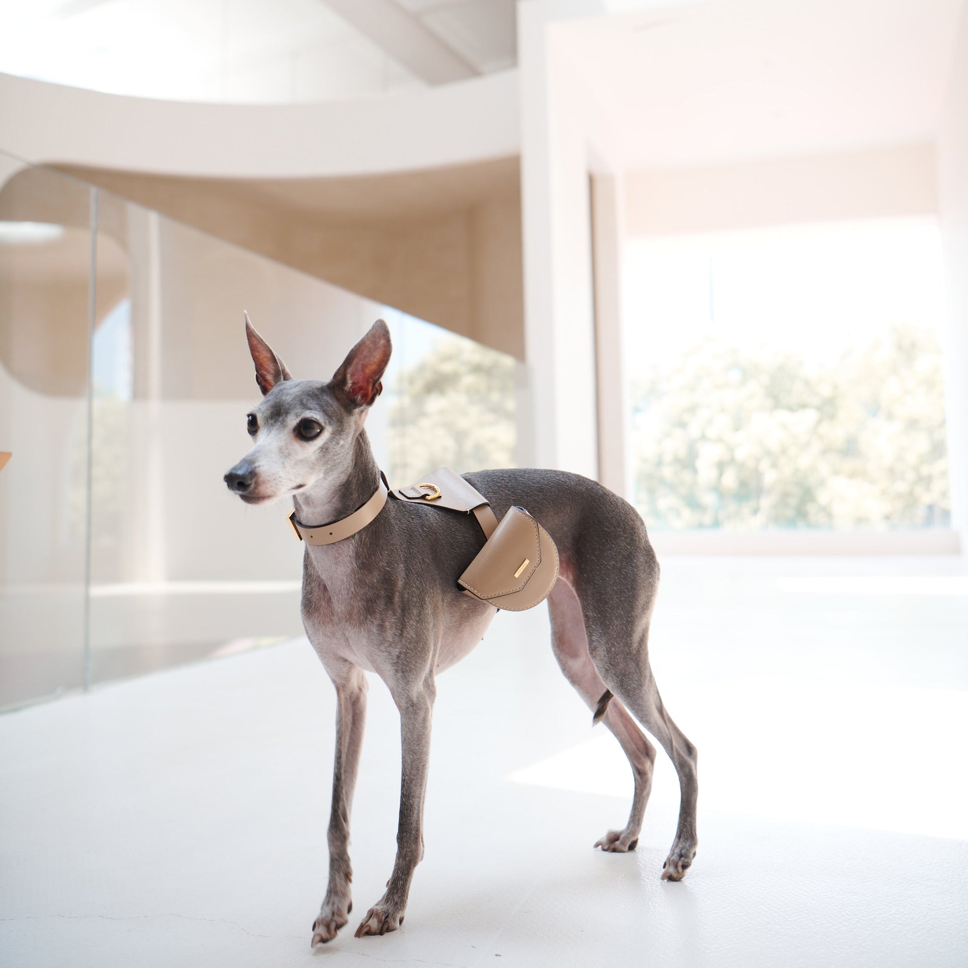 Puppy Pouch Harness