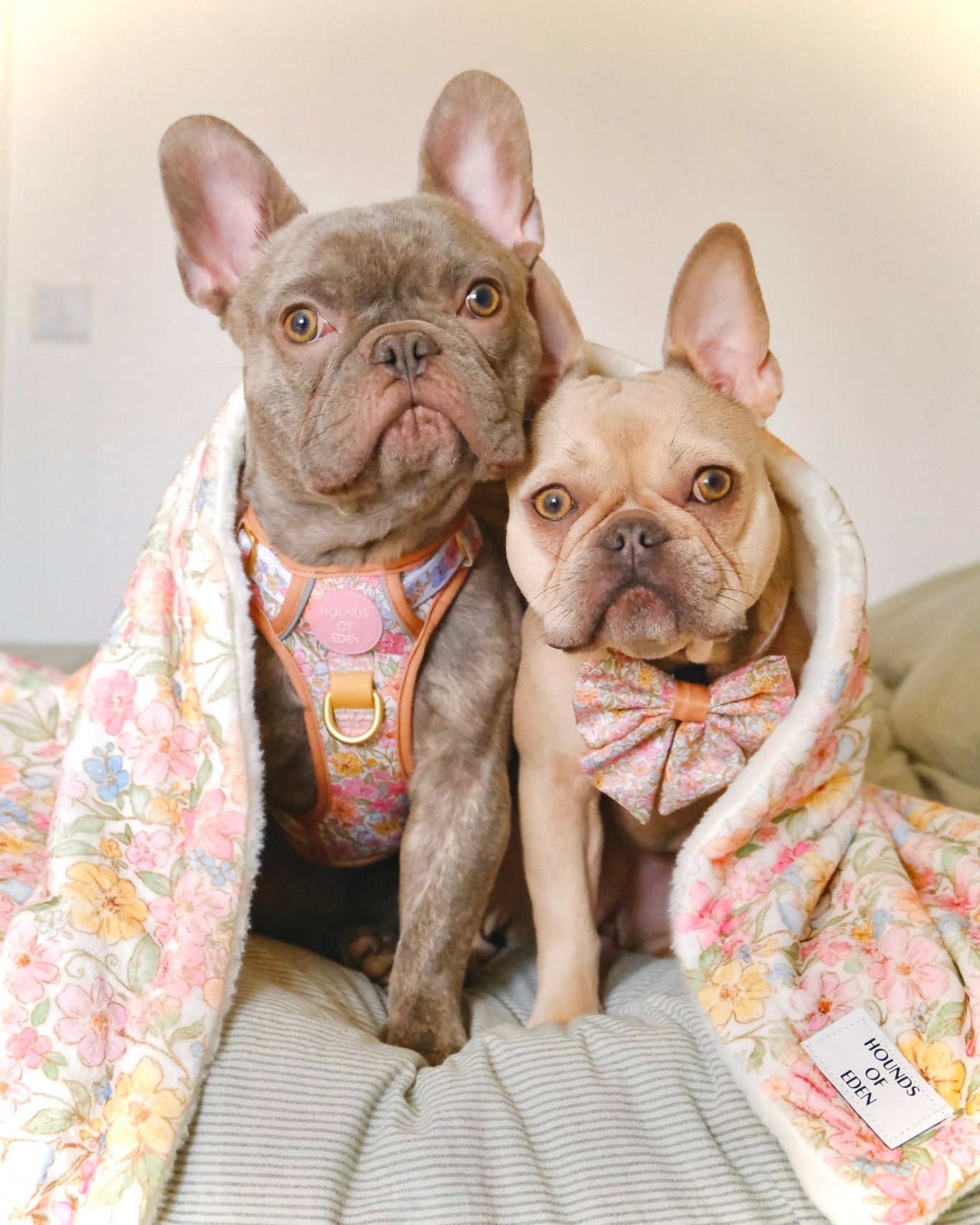 Pastel Petal Supaw Sized Faux Fur Blanket