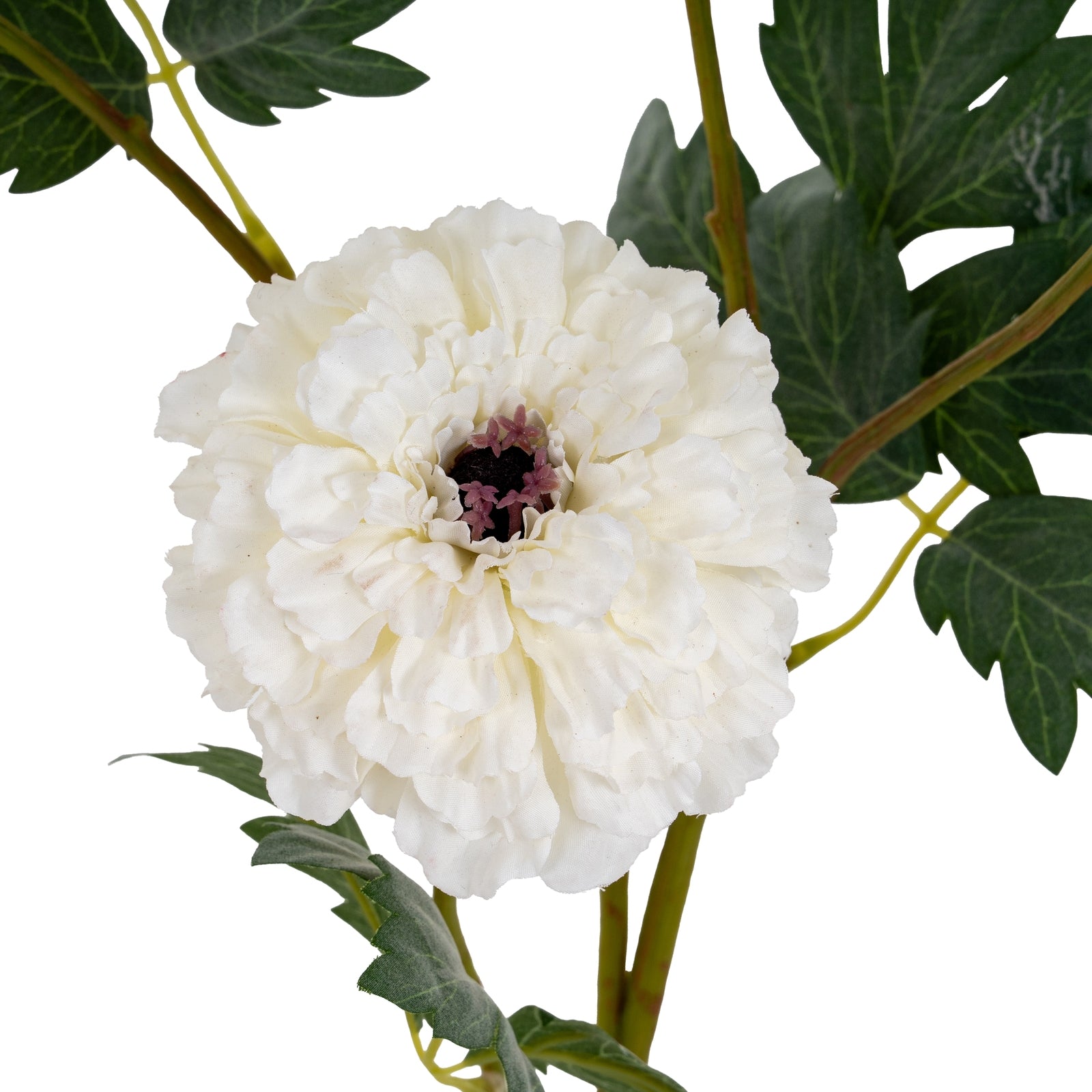 a playful close-up of a tall white marigold stem, its full spray of lifelike petals catching the light