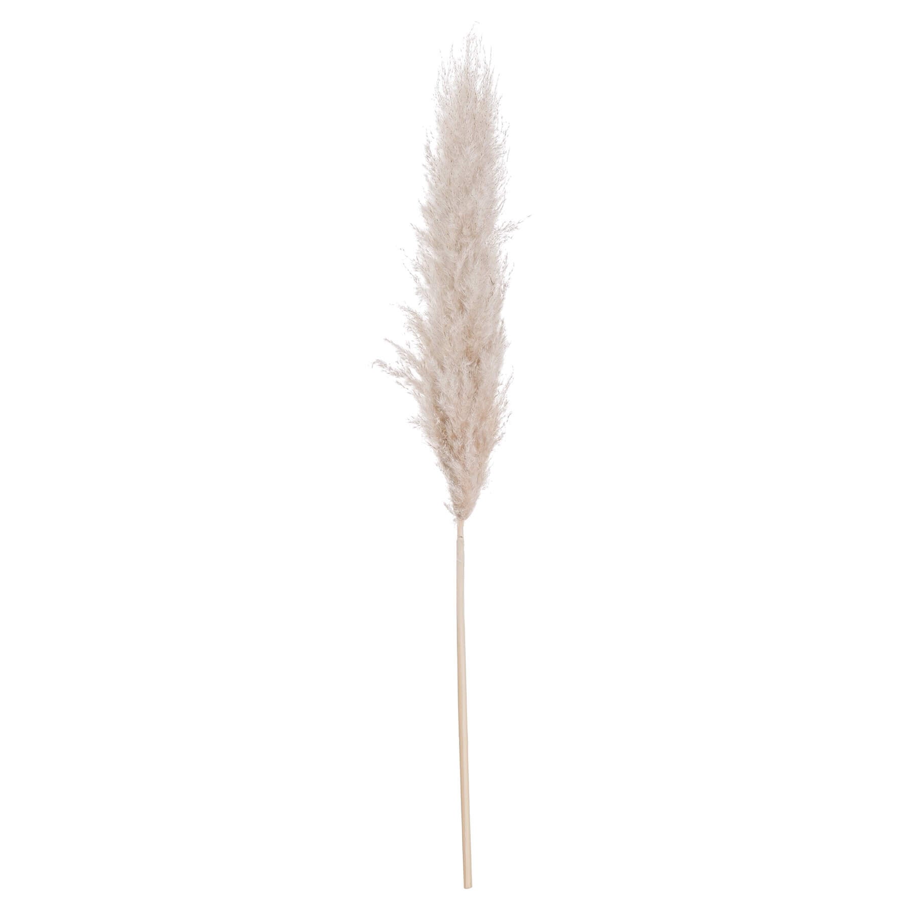 Natural dried pampas grass stem with cream feathery plumes, 110 cm tall, for minimalist or lavish home dÃ©cor. by RoomLondon at brixbailey.com