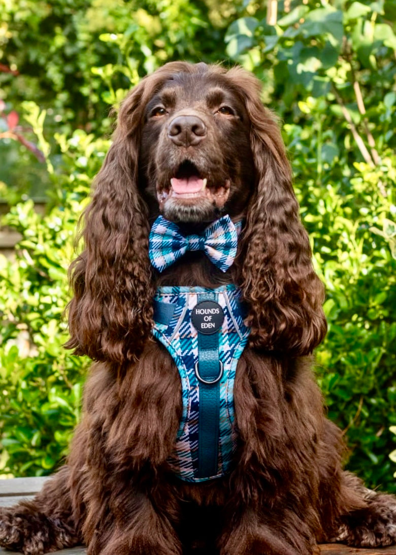 Smart Dog Supaw Strong Lite Harness XS to XL