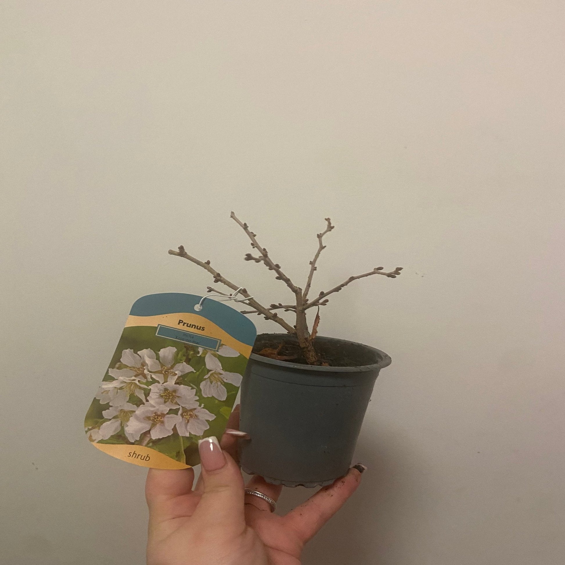 Ornamental Flowering Cherry Blossom Shrub Kojou No Mai