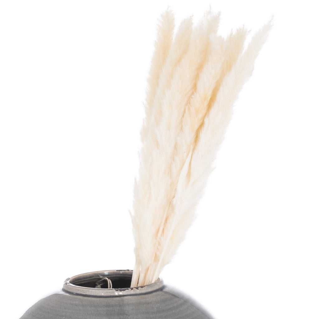 Hand-selected white pampas grass stems, 60cm tall with soft feathery plumes for elegant home decor  by sostter at brixbailey.com