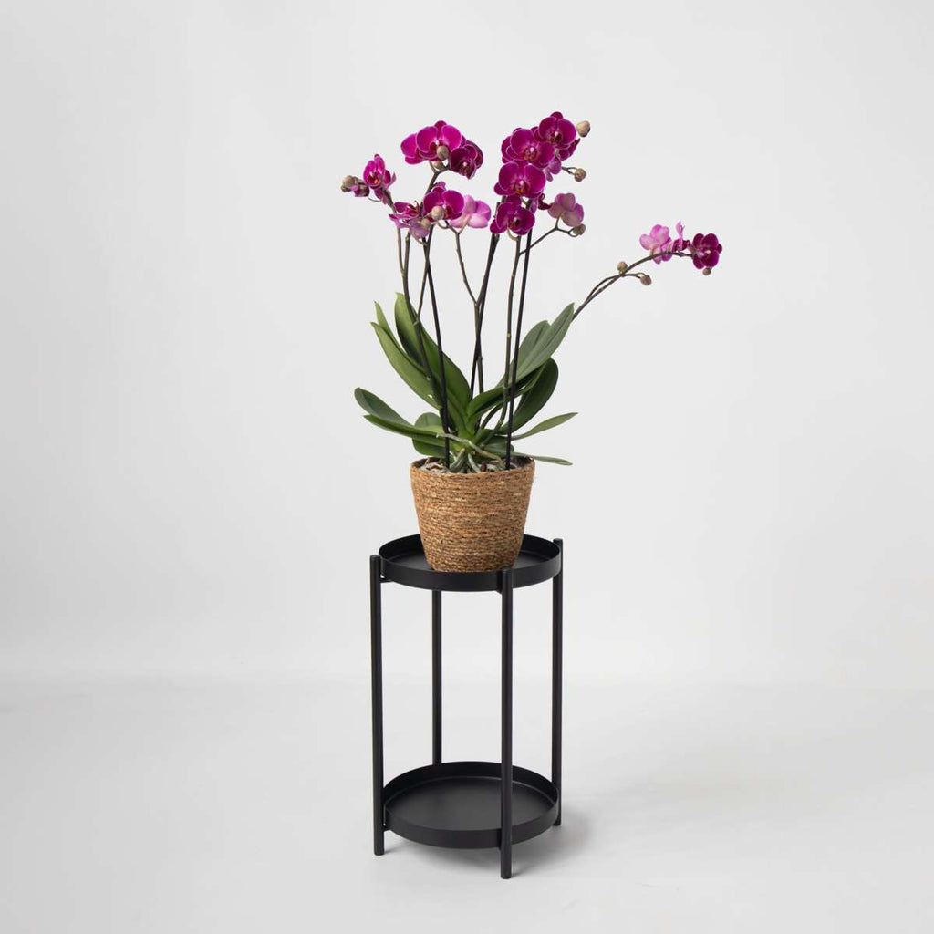Purple Moth Orchid Plant with Basket 35-45cm