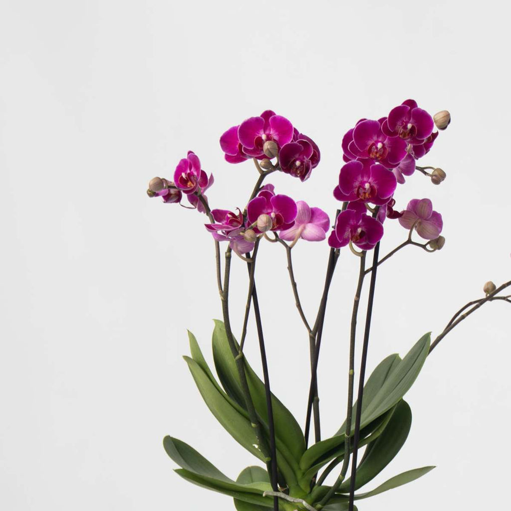 Purple Moth Orchid Plant with Basket 35-45cm