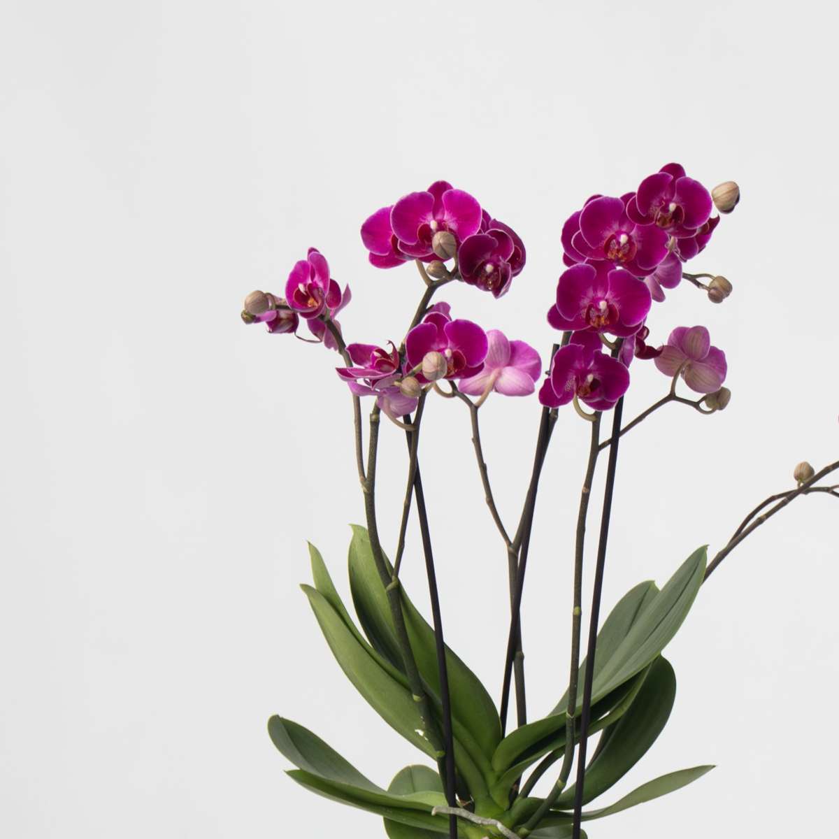 Purple Moth Orchid Plant with Basket 35-45cm