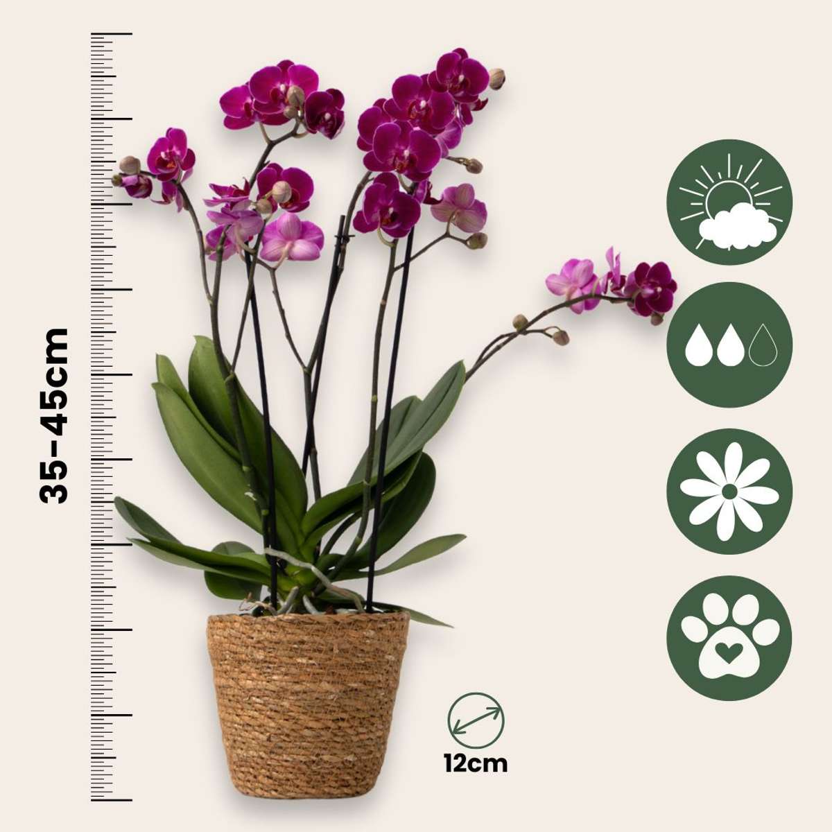 Purple Moth Orchid Plant with Basket 35-45cm