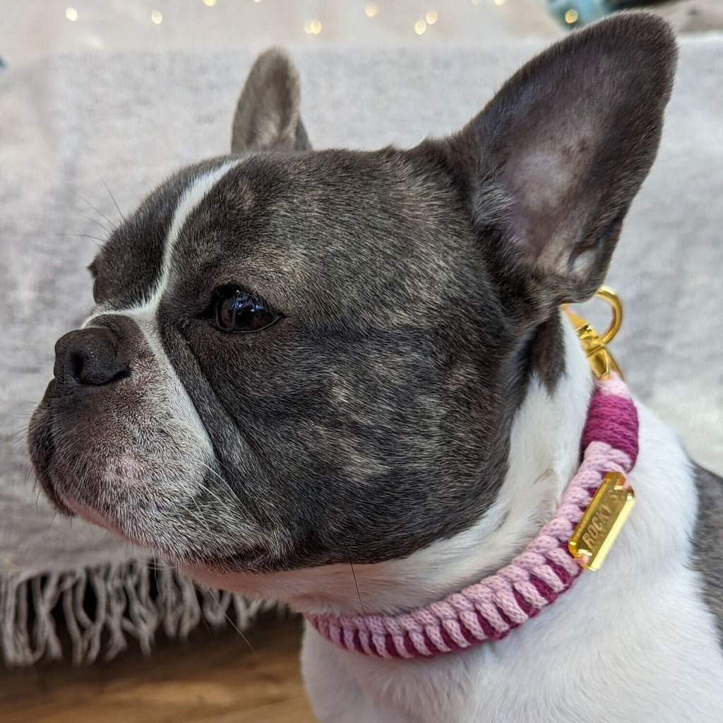 Make Your Own Dog Collar and Friendship Bracelet Craft Kit in Pink