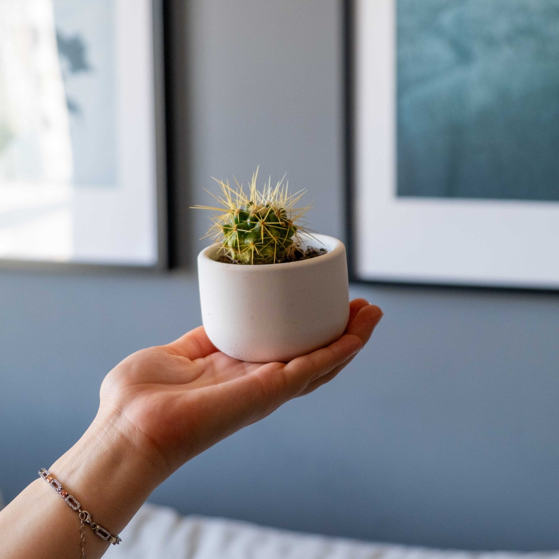 Small White Concrete Dolphin Pot