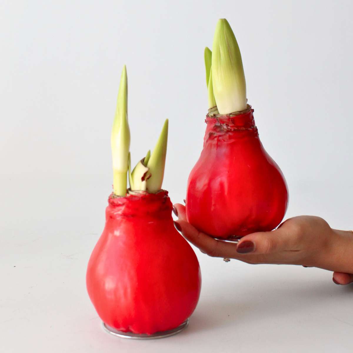 Wax Red Amaryllis Flower Bulb