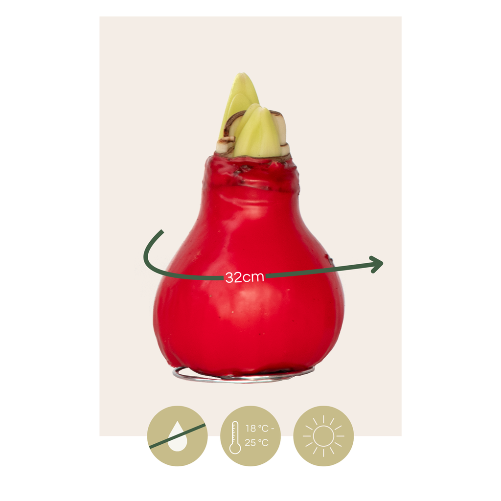 Wax Red Amaryllis Flower Bulb