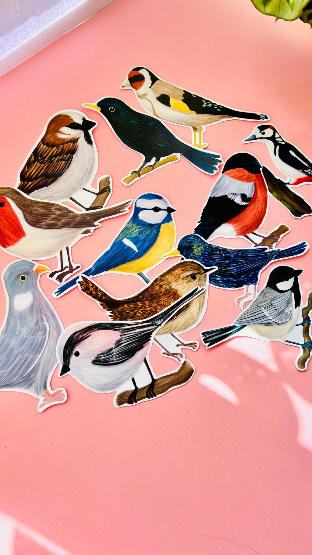 Blackbird Vinyl Sticker British Wildlife Art Waterproof