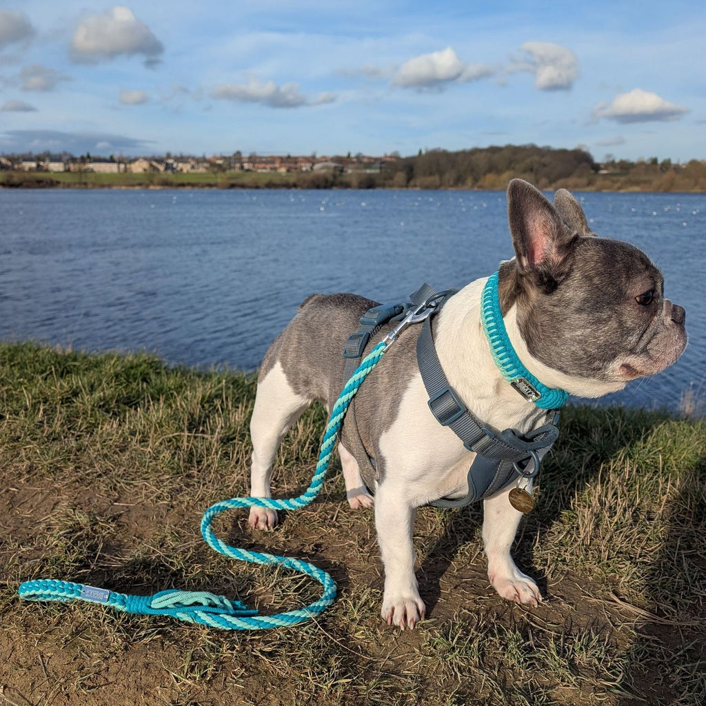 Make Your Own Macrame Dog Collar and Friendship Bracelet Craft Kit in Mint