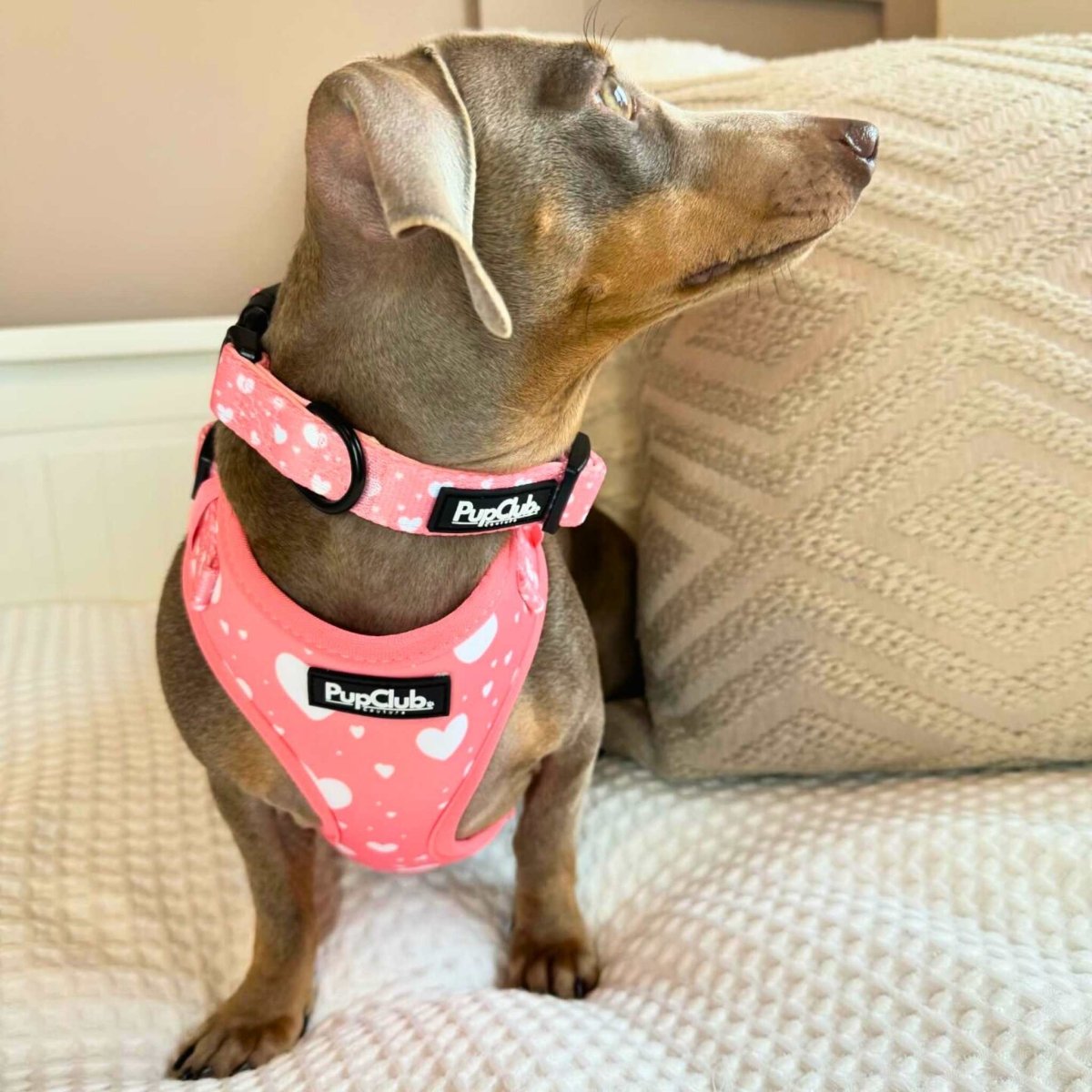 Peachy Heart Dog Collar