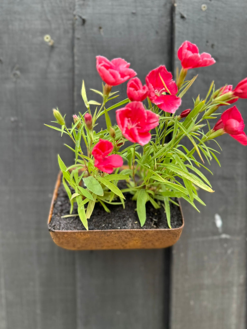 Vintage Rusty Metal Wall Mounted Planter for Herbs and Flowers