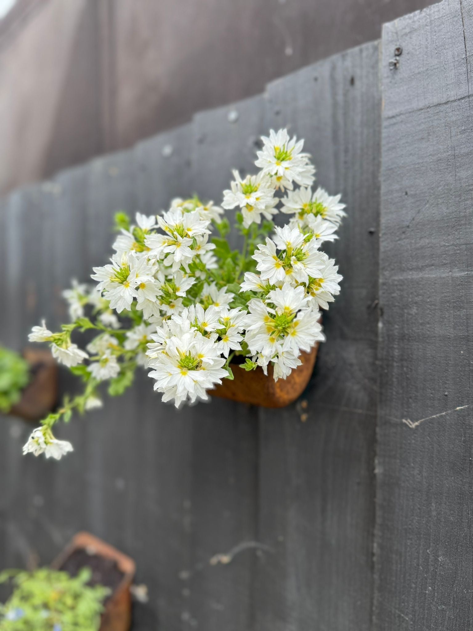 Vintage Rusty Metal Wall Mounted Planter for Herbs and Flowers