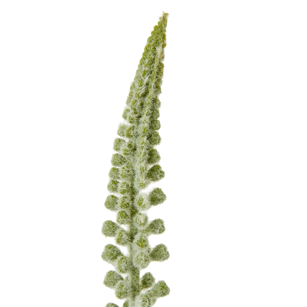White faux foxtail lily stem with cascading florets, 88cm tall, perfect for modern farmhouse or minimalist decor by sostter at brixbailey.com
