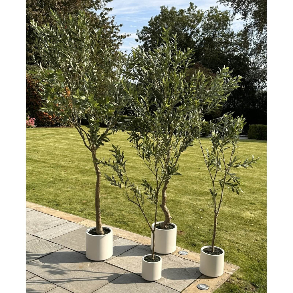 180cm lifelike Apulia olive tree in white pot, with textured brown trunk and silvery-green foliage, artificial Mediterranean decor by sostter at brixbailey.com