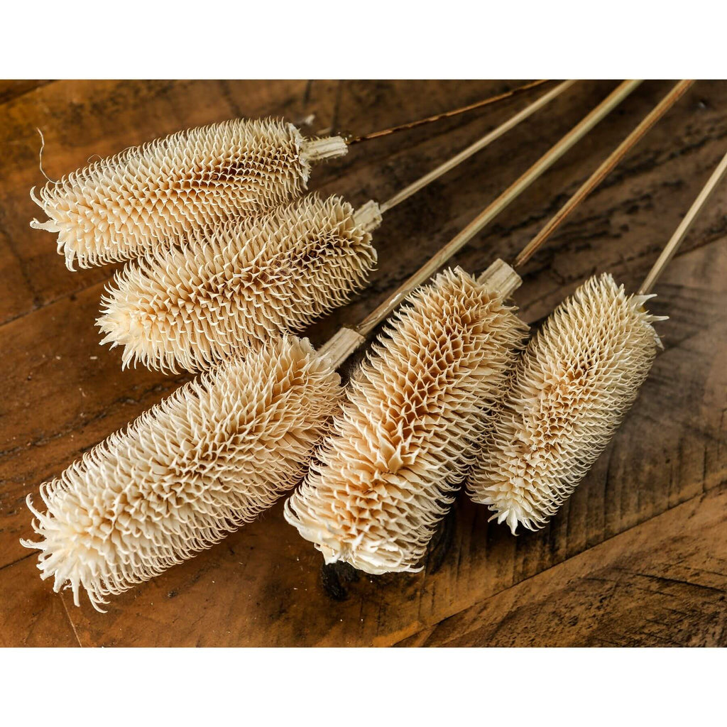 Tall dried thistle arrangement in natural white tones, 60cm high, for organic home decor by sostter at brixbailey.com