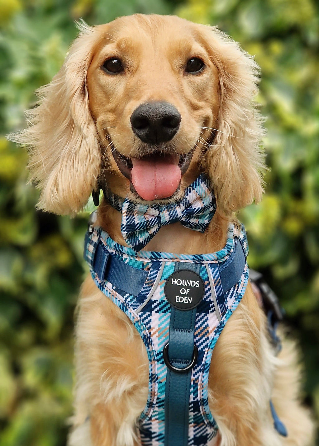 Smart Dog Supaw Strong Lite Harness XS to XL