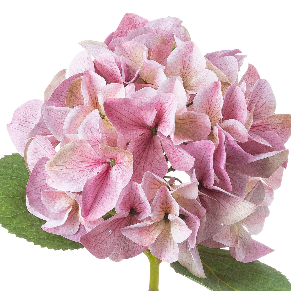 Shabby chic vintage pink artificial hydrangea with lifelike petals, soft color variations, and realistic texture for floral arrangements. by sostter at brixbailey.com