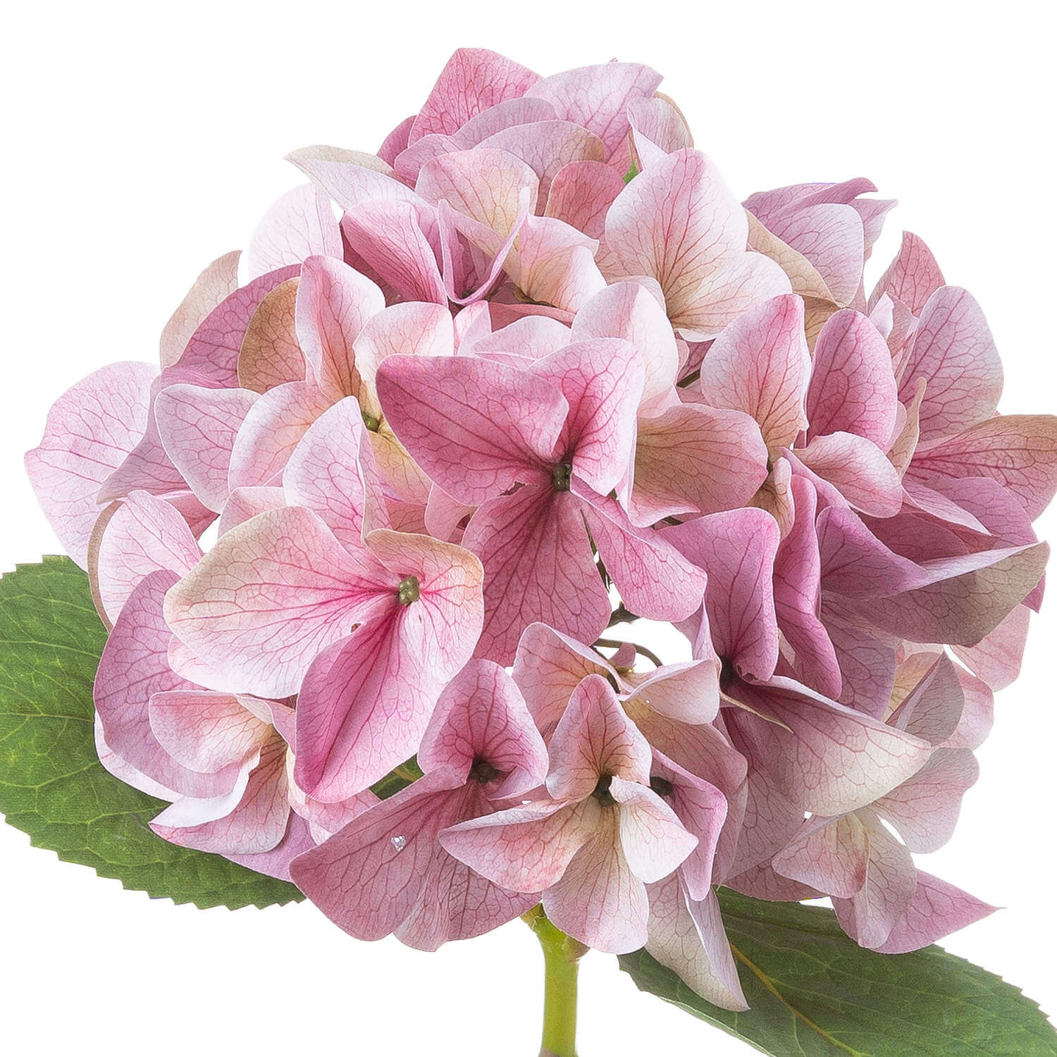 Shabby chic vintage pink artificial hydrangea with lifelike petals, soft color variations, and realistic texture for floral arrangements. by sostter at brixbailey.com