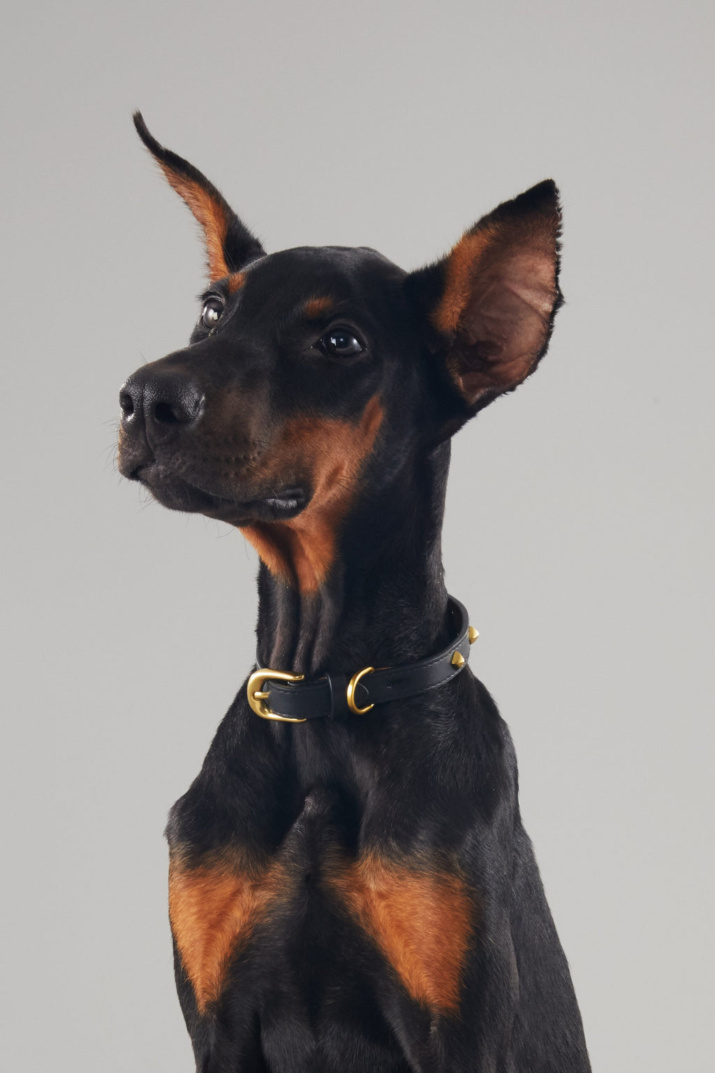Black Leather Collar with Golden Rivets
