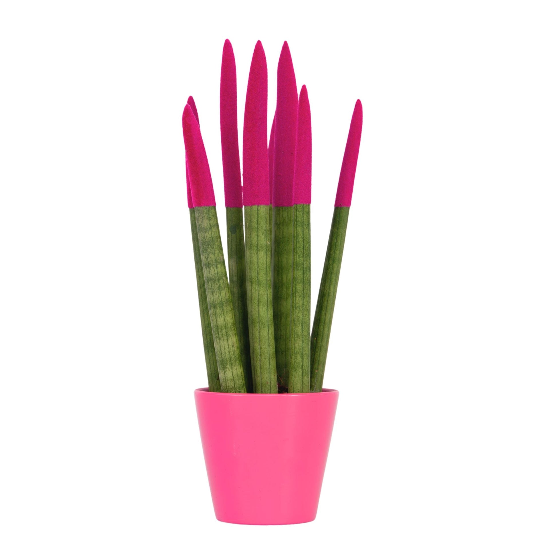 Snake Plant Velvet Touch Indoor Plant 20 to 40cm