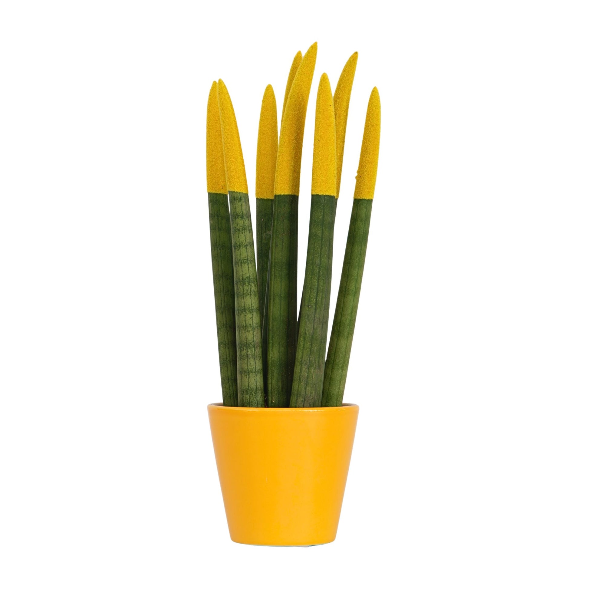 Snake Plant Velvet Touch 20 to 40cm