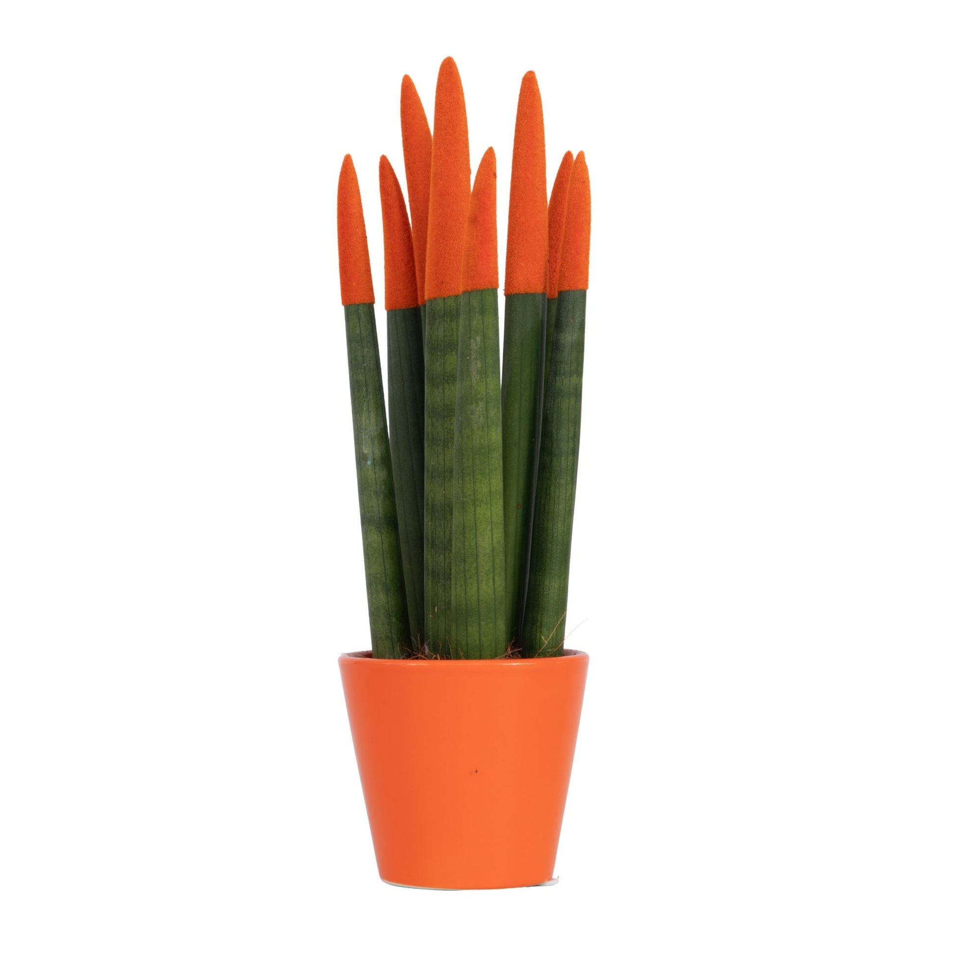 Snake Plant Velvet Touch 20 to 40cm