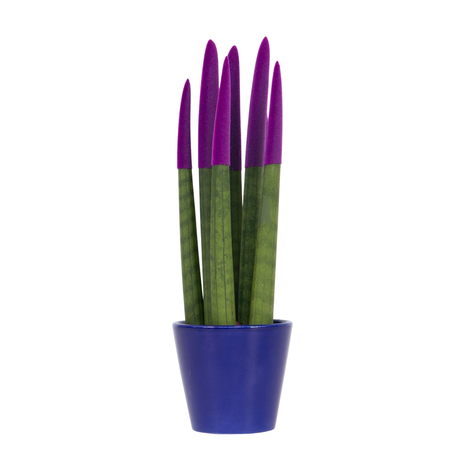 Snake Plant Velvet Touch 20 to 40cm