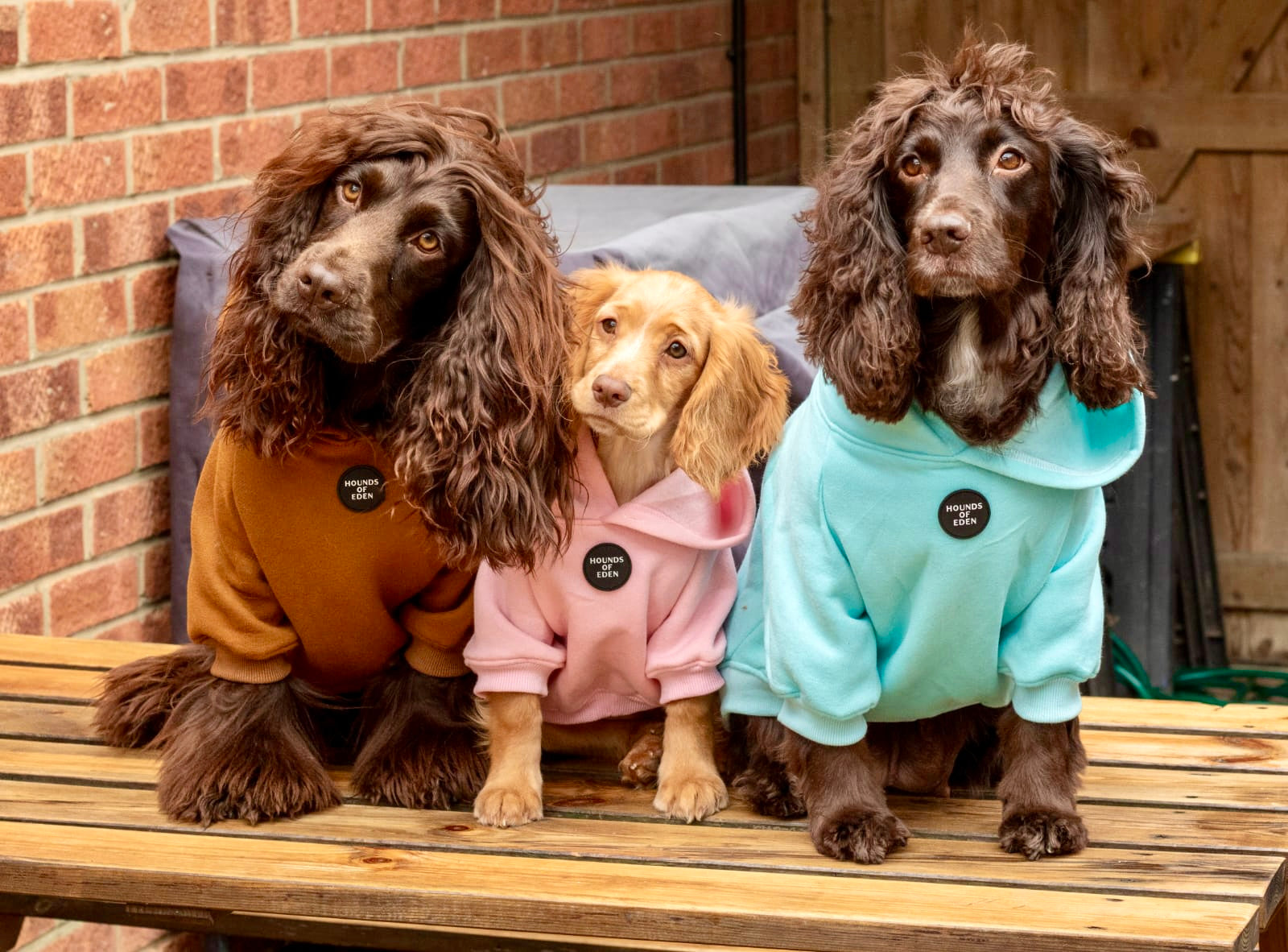 Dog Hoodie - Sky Blue