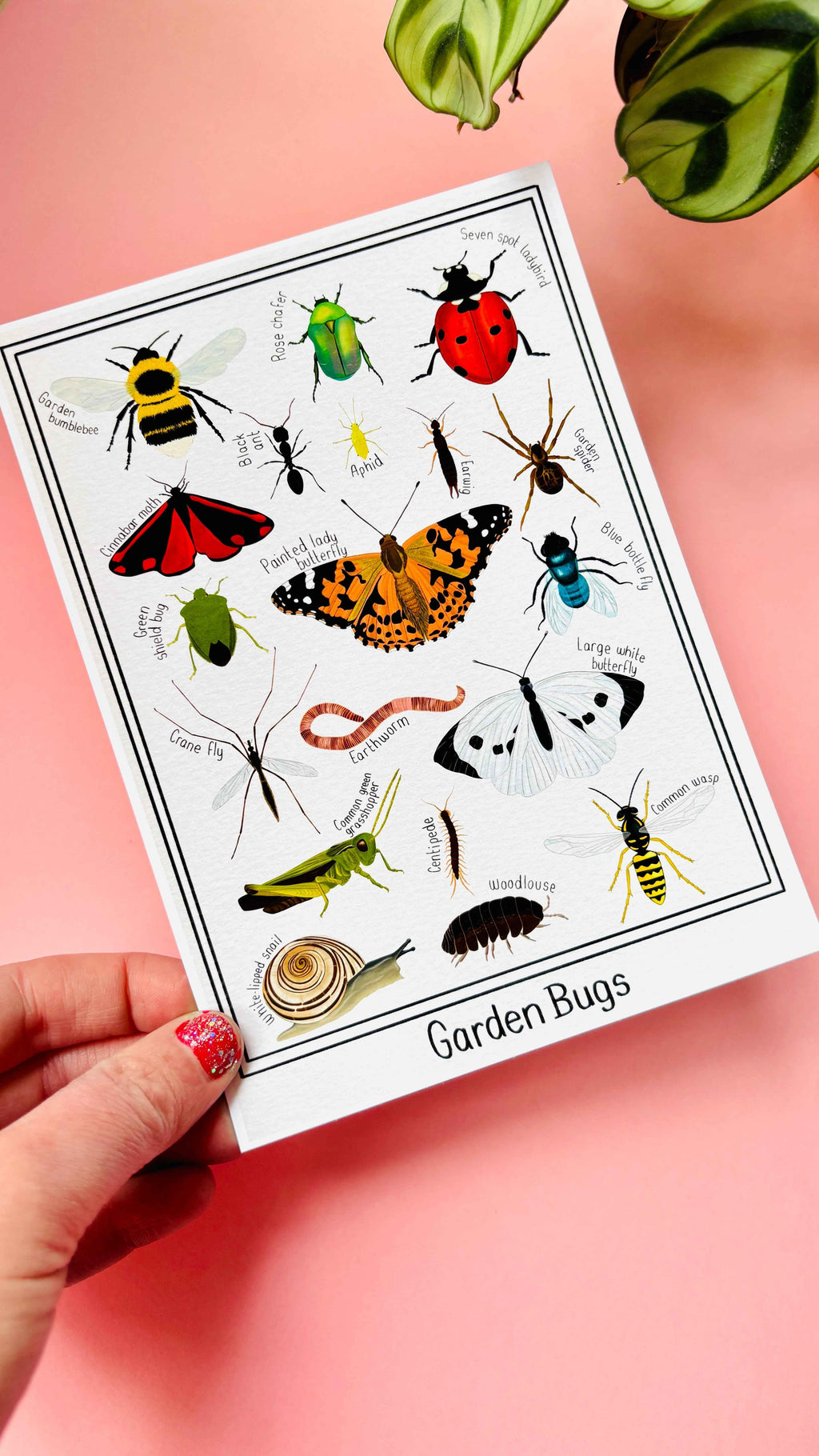 Garden Bug Wall Art Print Educational Nature Illustration