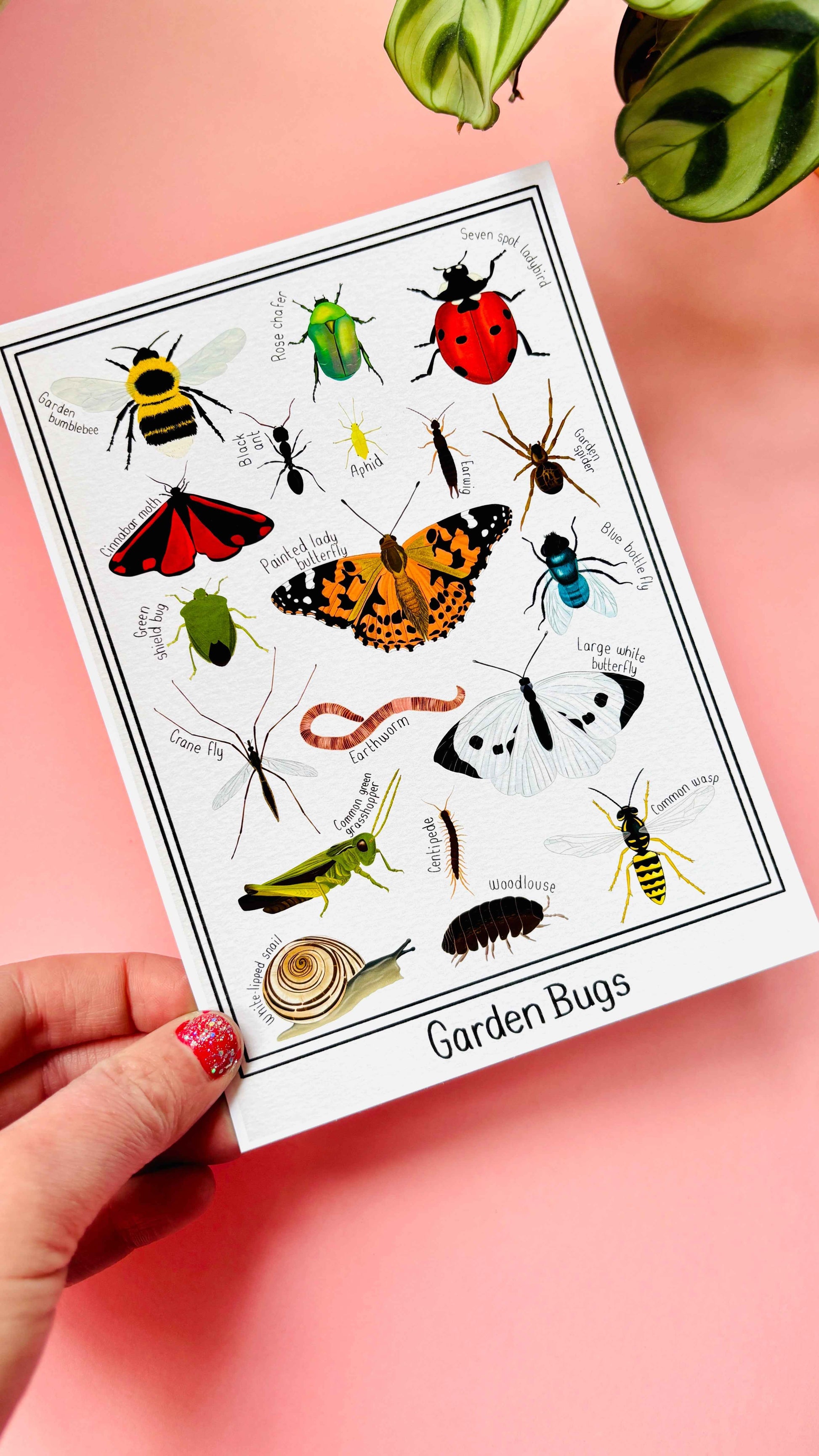 Garden Bug Wall Art Print Educational Nature Illustration