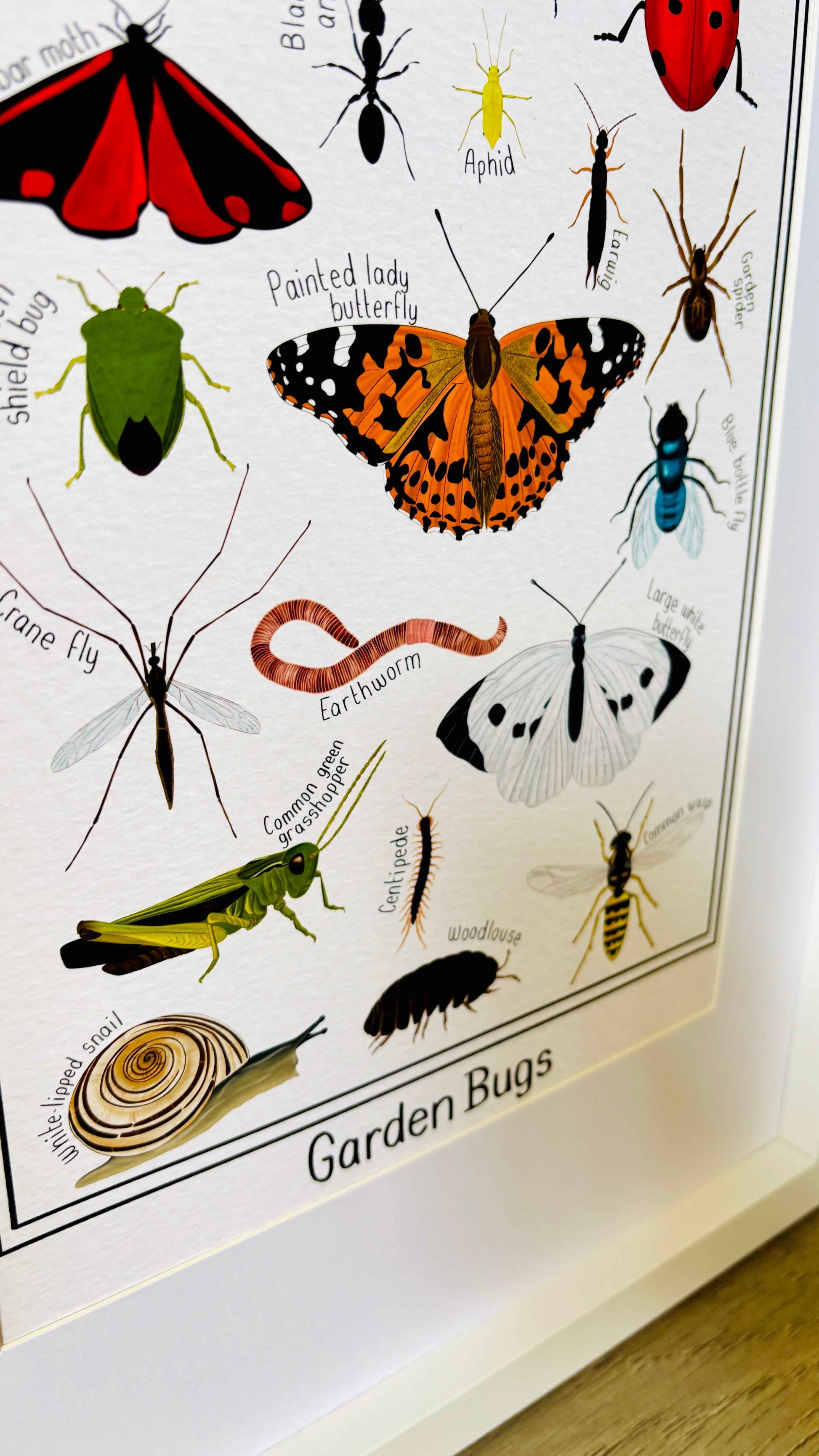 Garden Bug Wall Art Print Educational Nature Illustration