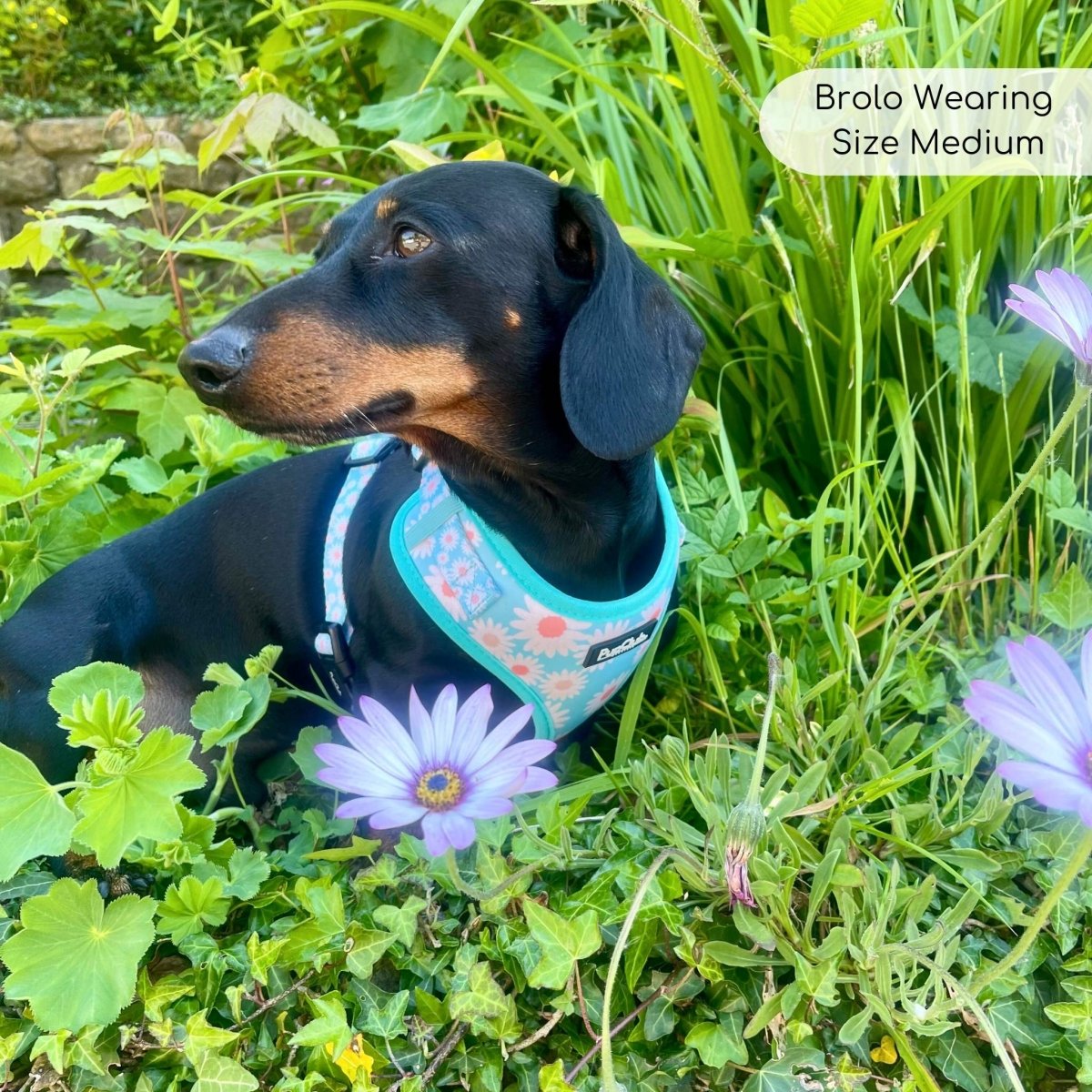 Adjustable Harness in Pastel Daisy