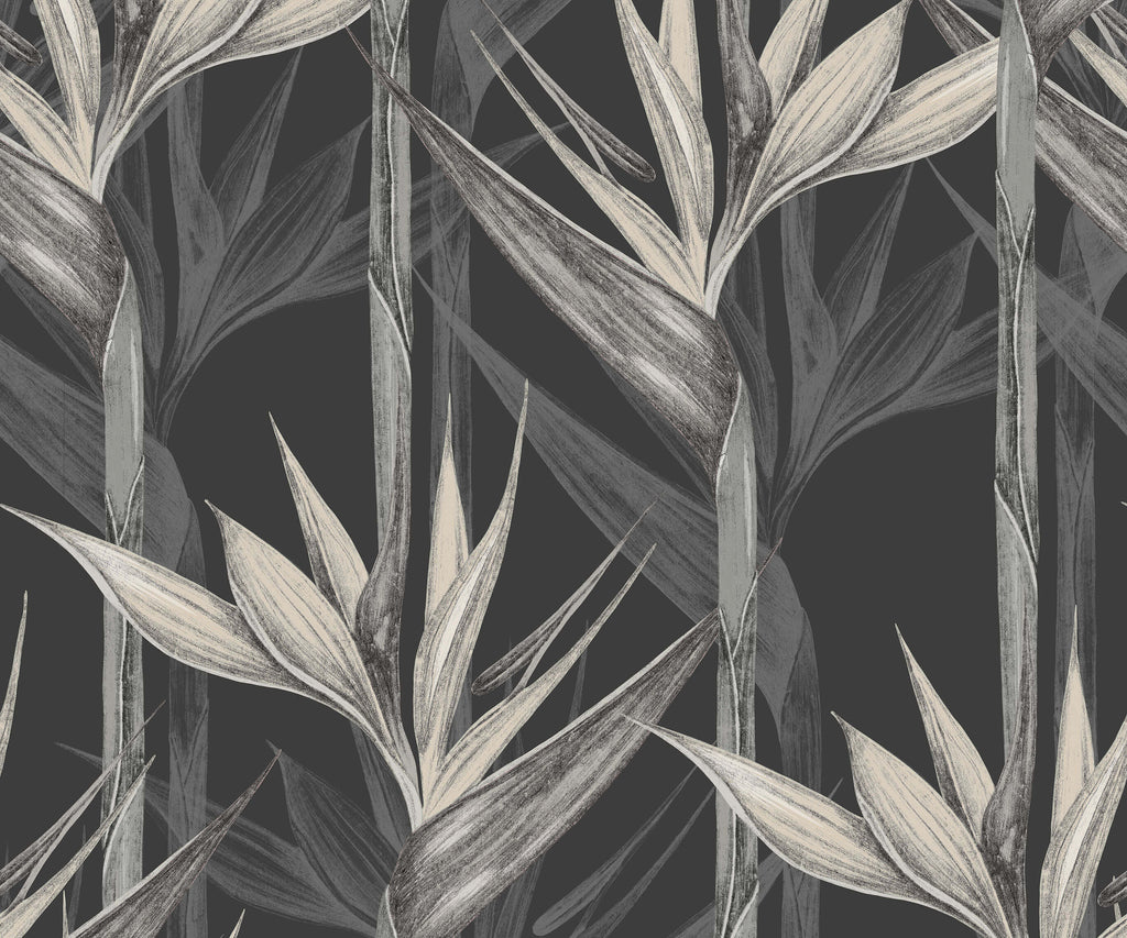 Bird of Paradise Wallpaper Amazonia
