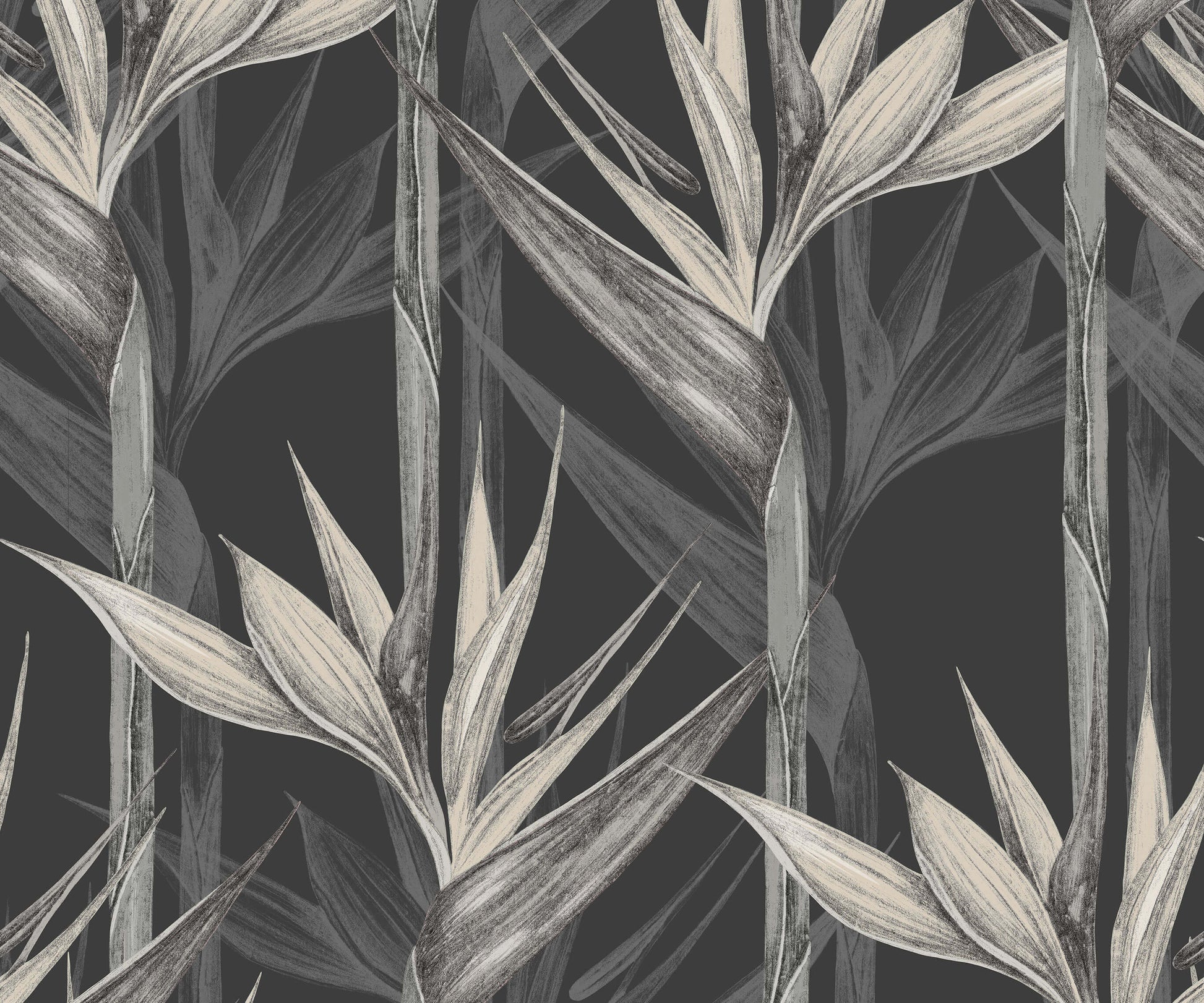 Bird of Paradise Wallpaper Amazonia