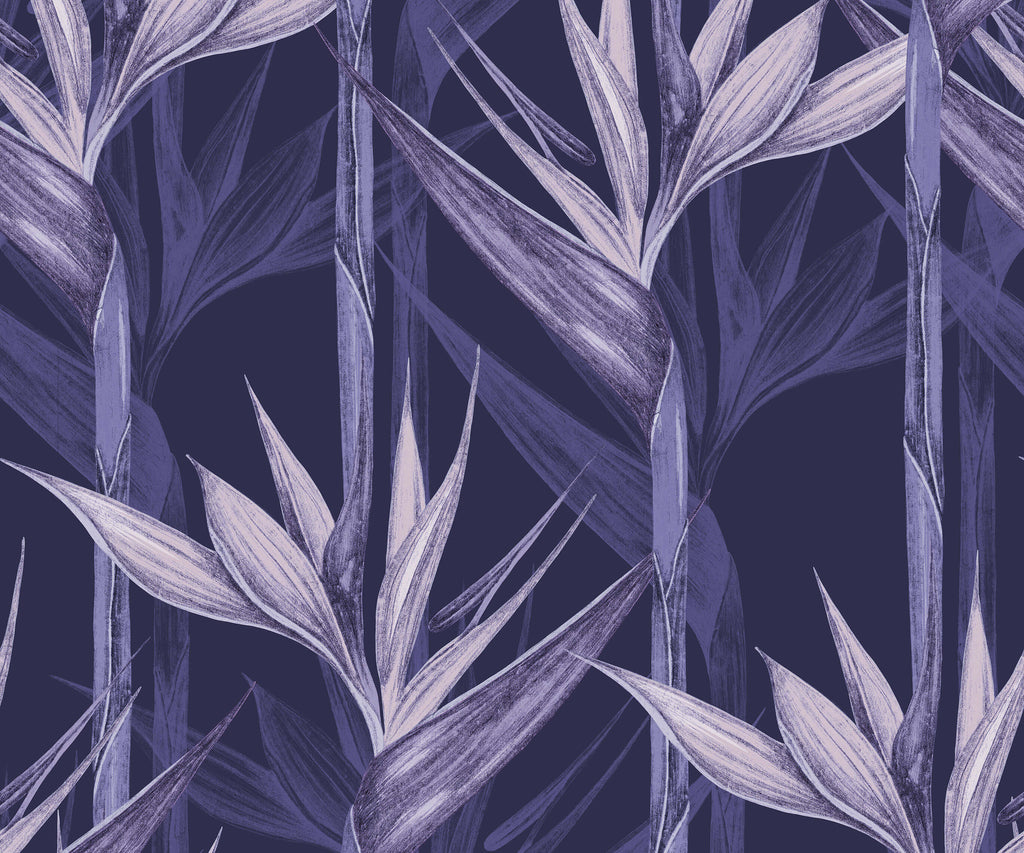 Bird of Paradise Wallpaper Amazonia