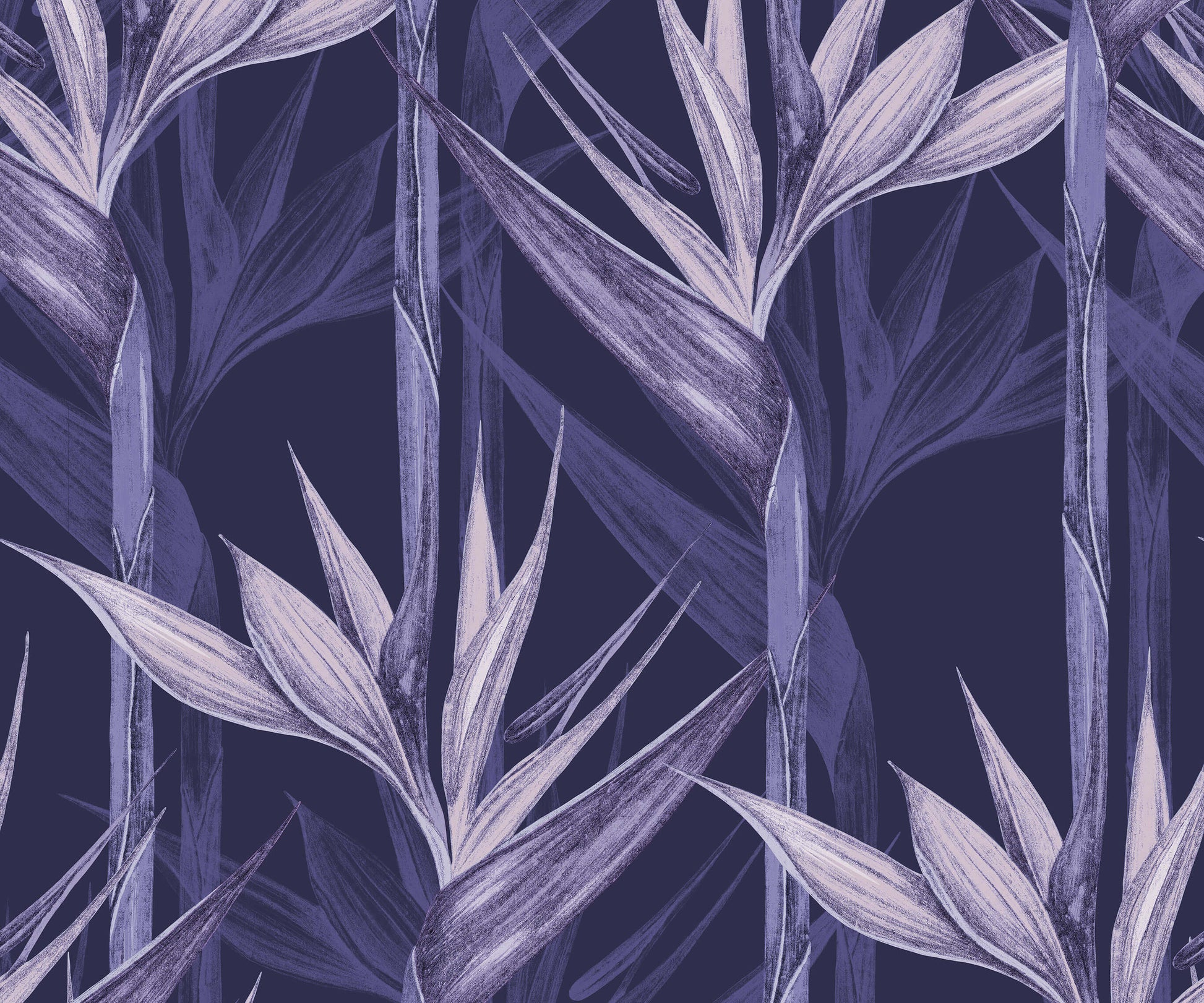 Bird of Paradise Wallpaper Amazonia