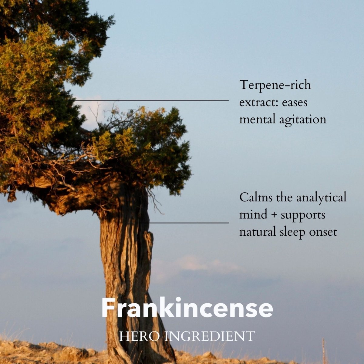 Bath and Shower Oil Somali Frankincense