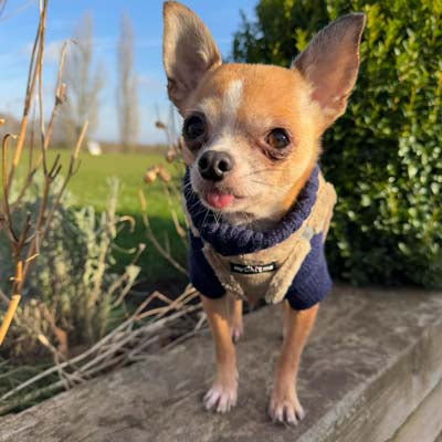 Step In Soft Touch Suede Faux Fur Lined Puppy and Small Dog Harness Caramel