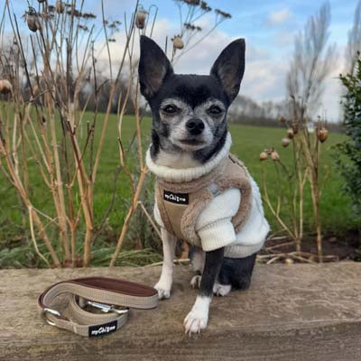 Reflective Caramel Webbing Lead 15mm with Neoprene Handle for Small Dogs