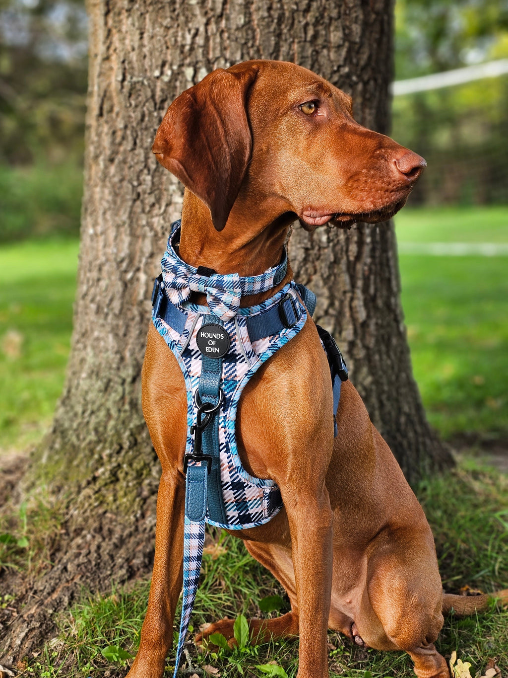 Smart Dog Supaw Strong Lite Harness XS to XL