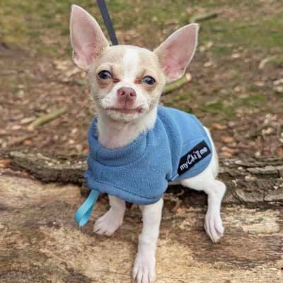 Tiny Toastie Water Repellent Fleece Dog Coat in Dusky Blue
