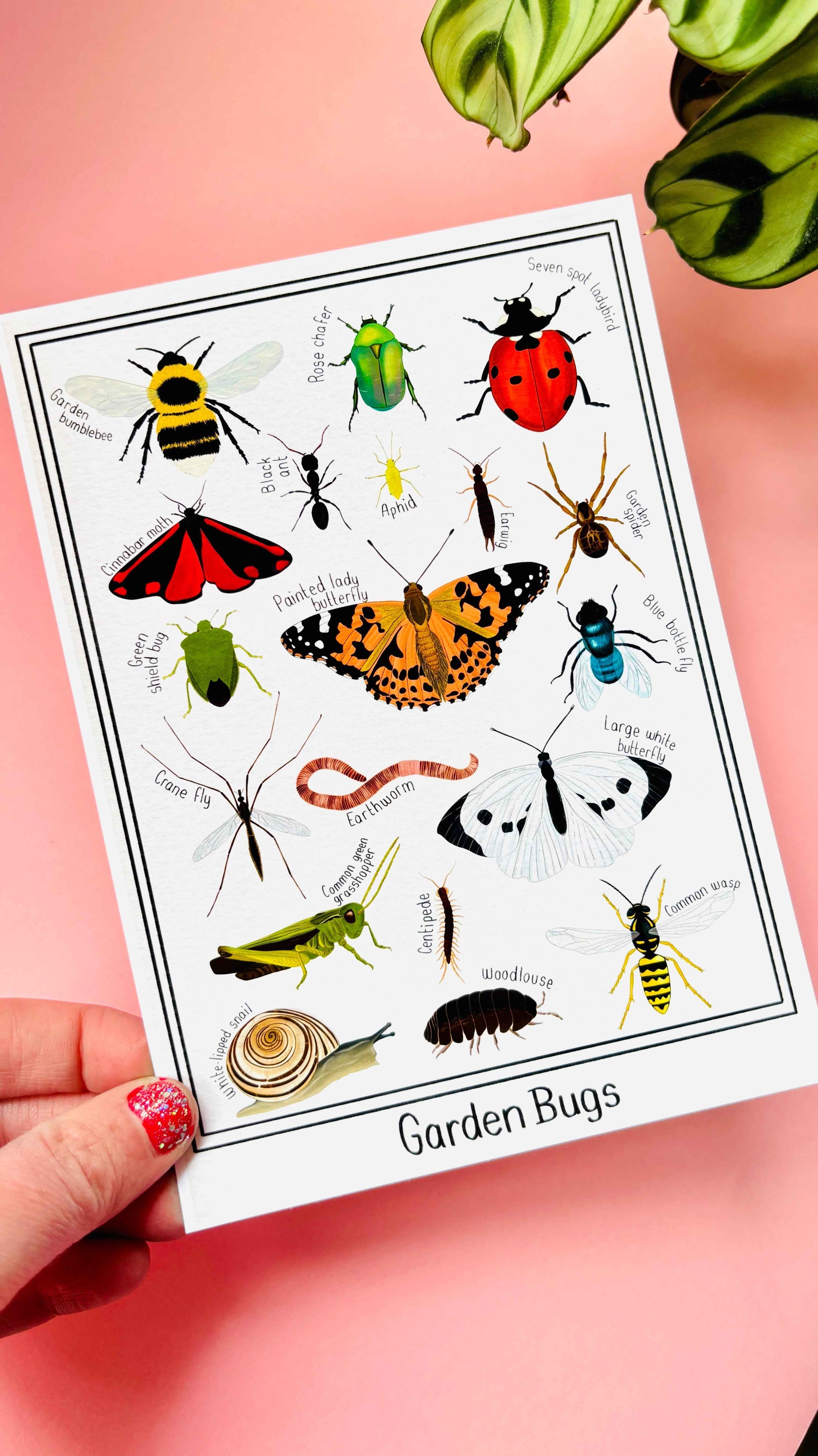 Garden Bug Wall Art Print Educational Nature Illustration