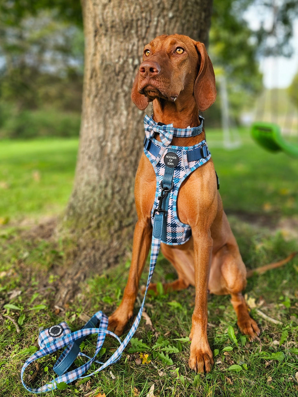 Smart Dog Supaw Strong Lite Harness XS to XL