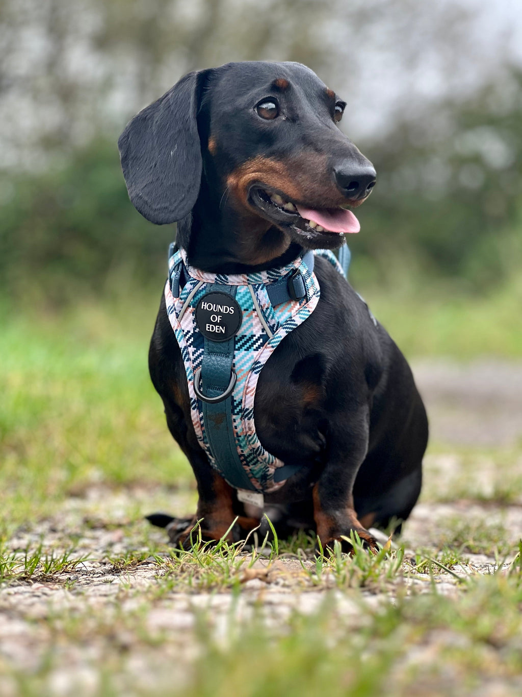 Smart Dog Supaw Strong Lite Harness XS to XL